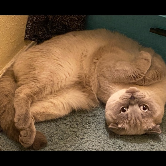 Meet your Posher, Karen - Picture 5 of 10